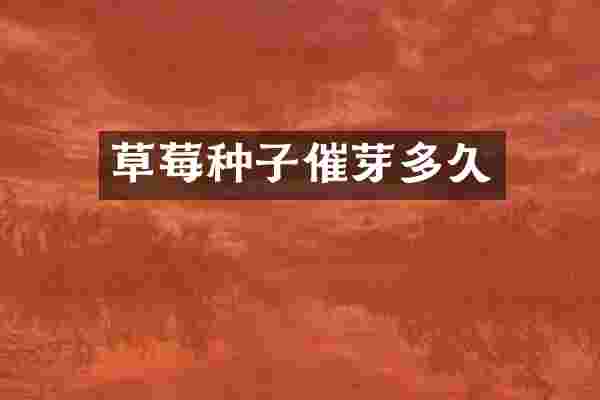 草莓种子催芽多久