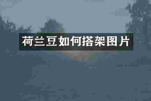 荷兰豆如何搭架图片