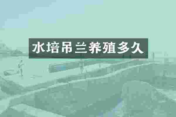 水培吊兰养殖多久