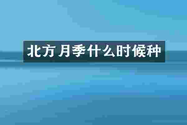 北方月季什么时候种