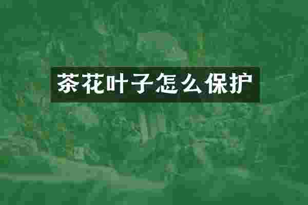 茶花叶子怎么保护