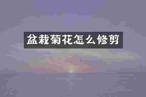 盆栽菊花怎么修剪