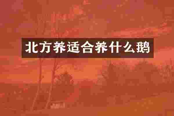 北方养适合养什么鹅