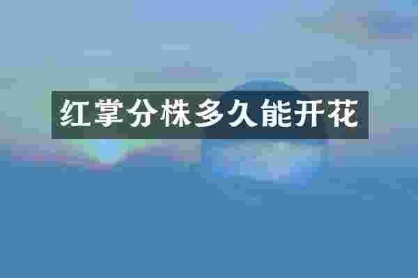 红掌分株多久能开花