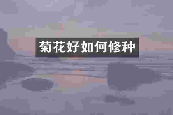菊花好如何修种