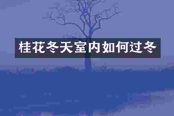 桂花冬天室内如何过冬