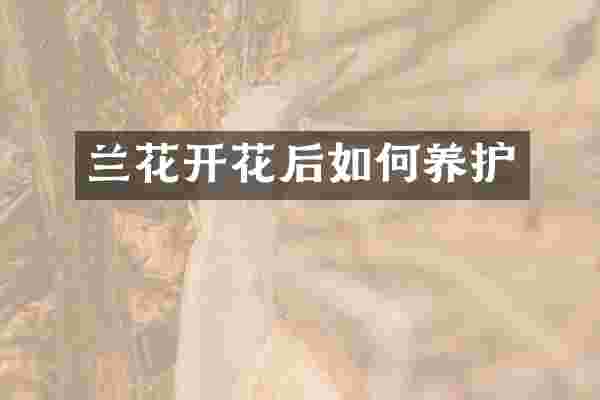 兰花开花后如何养护
