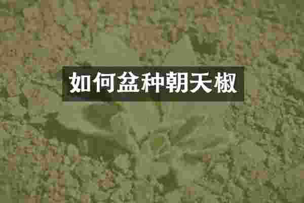 如何盆种朝天椒