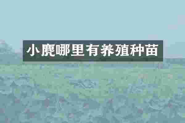小麂哪里有养殖种苗