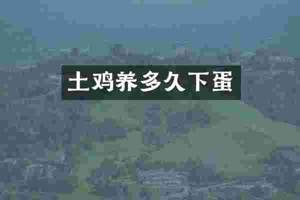 土鸡养多久下蛋