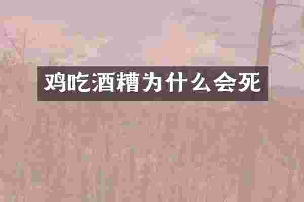鸡吃酒糟为什么会死