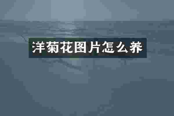洋菊花图片怎么养