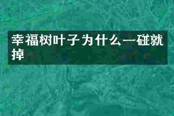 幸福树叶子为什么一碰就掉