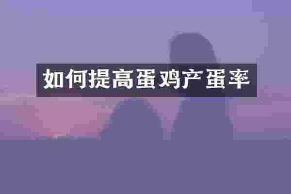 如何提高蛋鸡产蛋率