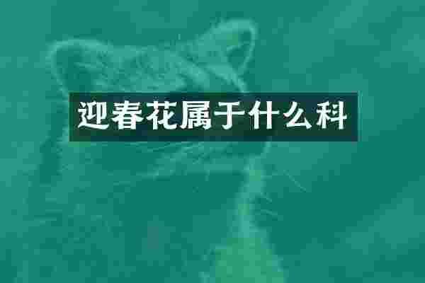 迎春花属于什么科