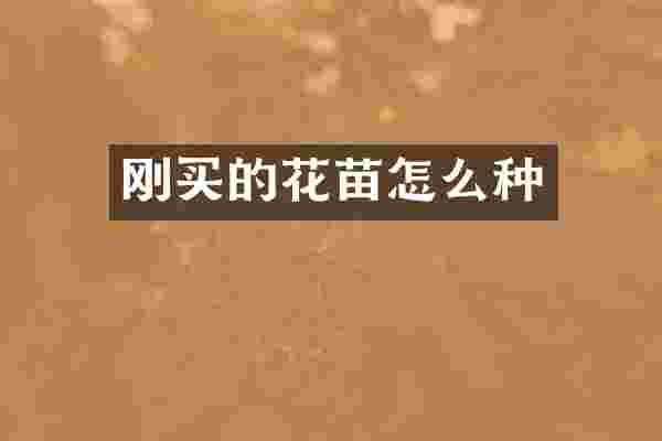 刚买的花苗怎么种