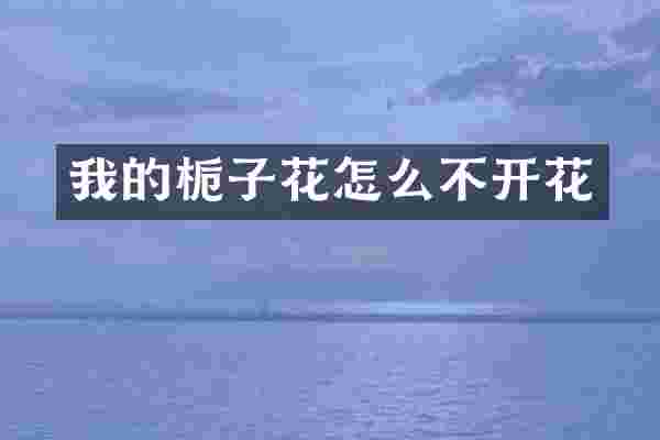 我的栀子花怎么不开花