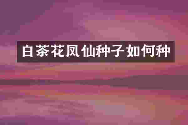 白茶花凤仙种子如何种