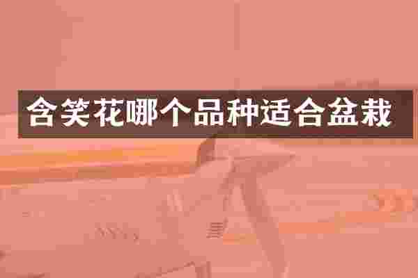 含笑花哪个品种适合盆栽