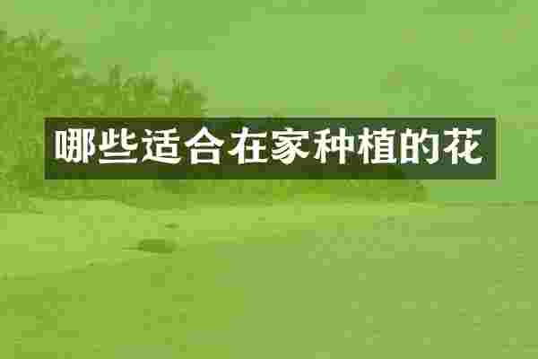 哪些适合在家种植的花