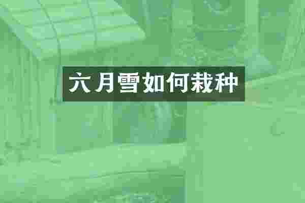 六月雪如何栽种