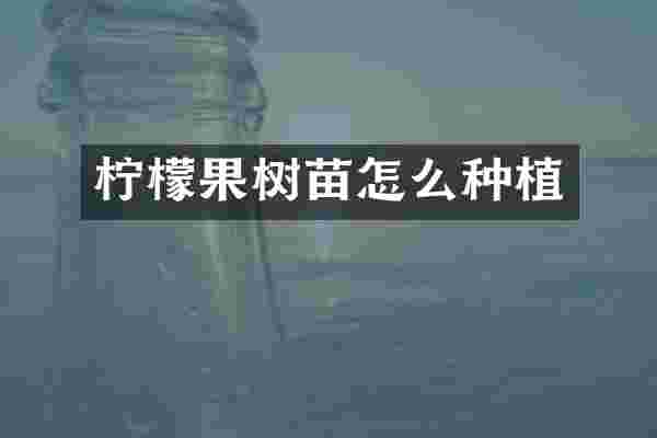 柠檬果树苗怎么种植