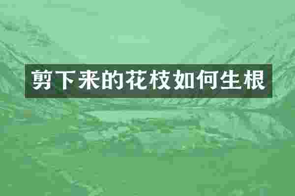 剪下来的花枝如何生根