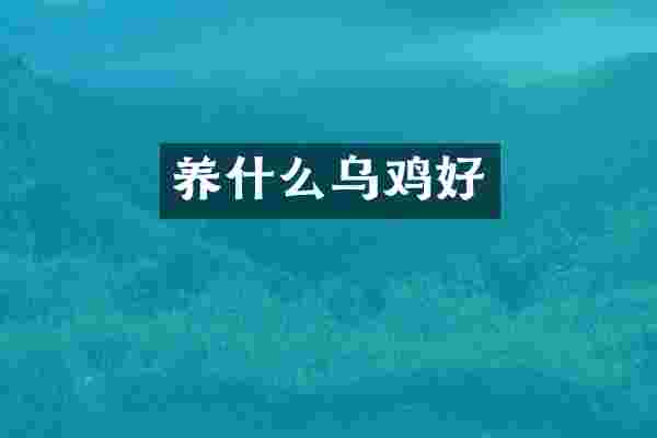 养什么乌鸡好