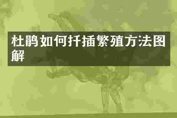 杜鹃如何扦插繁殖方法图解