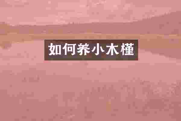 如何养小木槿