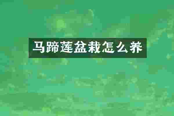 马蹄莲盆栽怎么养