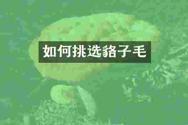 如何挑选貉子毛