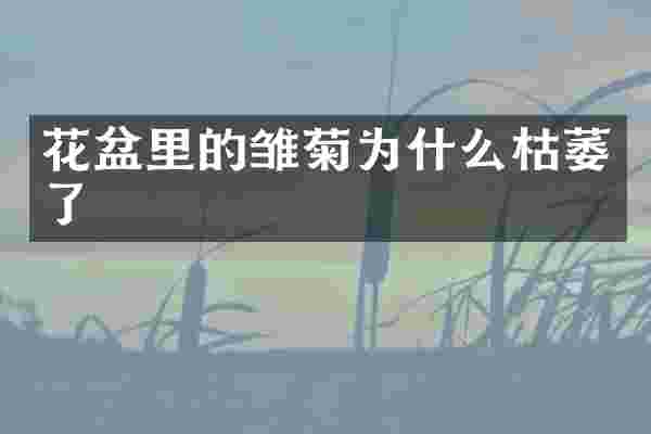 花盆里的雏菊为什么枯萎了