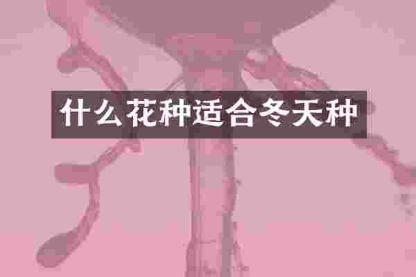 什么花种适合冬天种