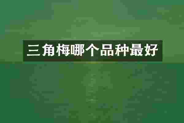 三角梅哪个品种最好