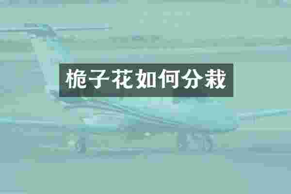 桅子花如何分栽