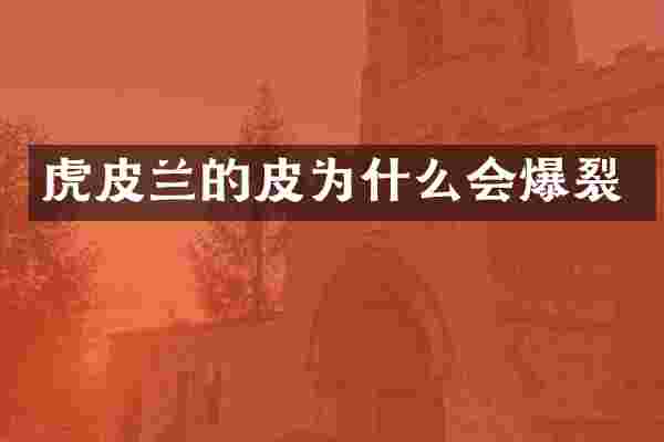 虎皮兰的皮为什么会爆裂