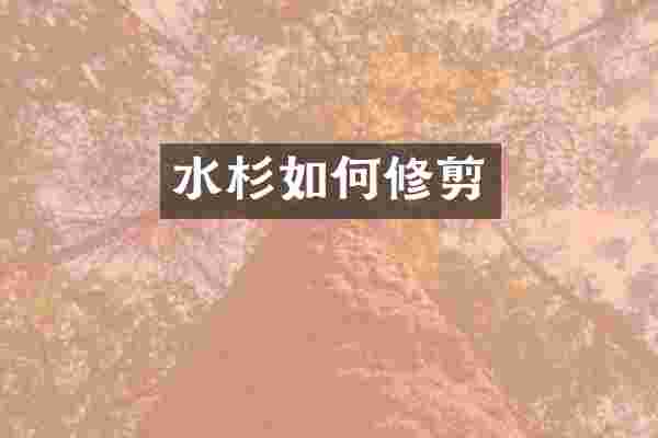 水杉如何修剪