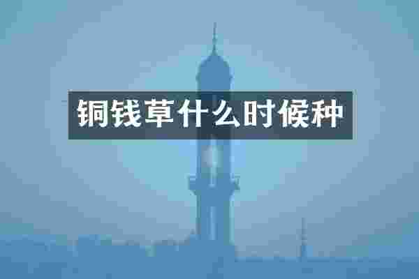 铜钱草什么时候种