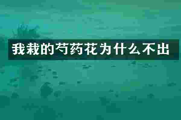 我栽的芍药花为什么不出