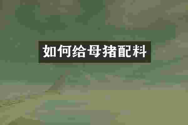 如何给母猪配料