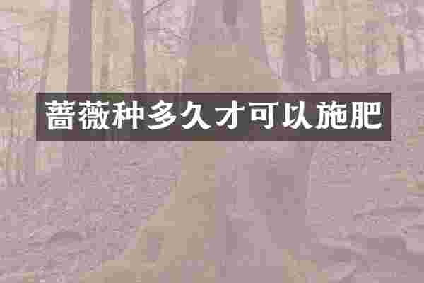 蔷薇种多久才可以施肥