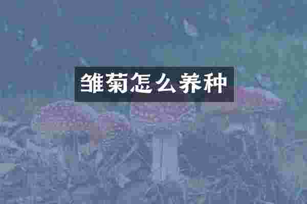 雏菊怎么养种