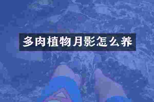 多肉植物月影怎么养