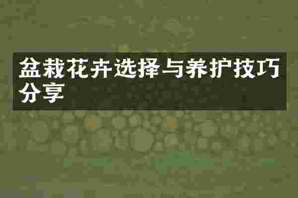 盆栽花卉选择与养护技巧分享